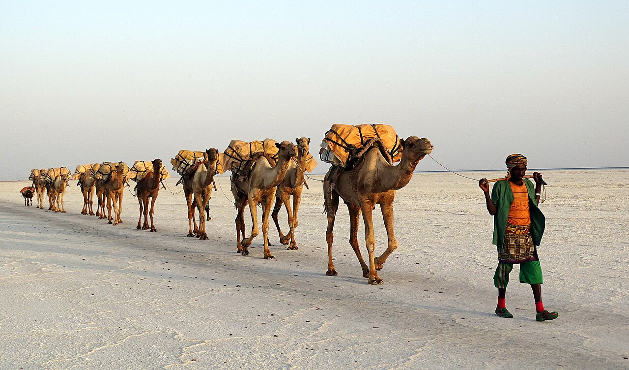 Camel Train